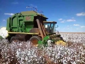 Soja, algodão e canola produzem mais quando suas lavouras são visitadas por polinizadores - Foto: Divulgação