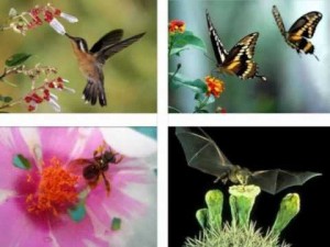 Além de borboletas e abelhas, outras espécies como moscas,besouros, pássaros, morcegos e alguns vertebrados também são polinizadores - Foto: Divulgação