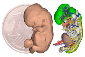Reconstrução em 3D de um embrião humano com 9 semanas e meia Fonte: Revista Science/Reprodução